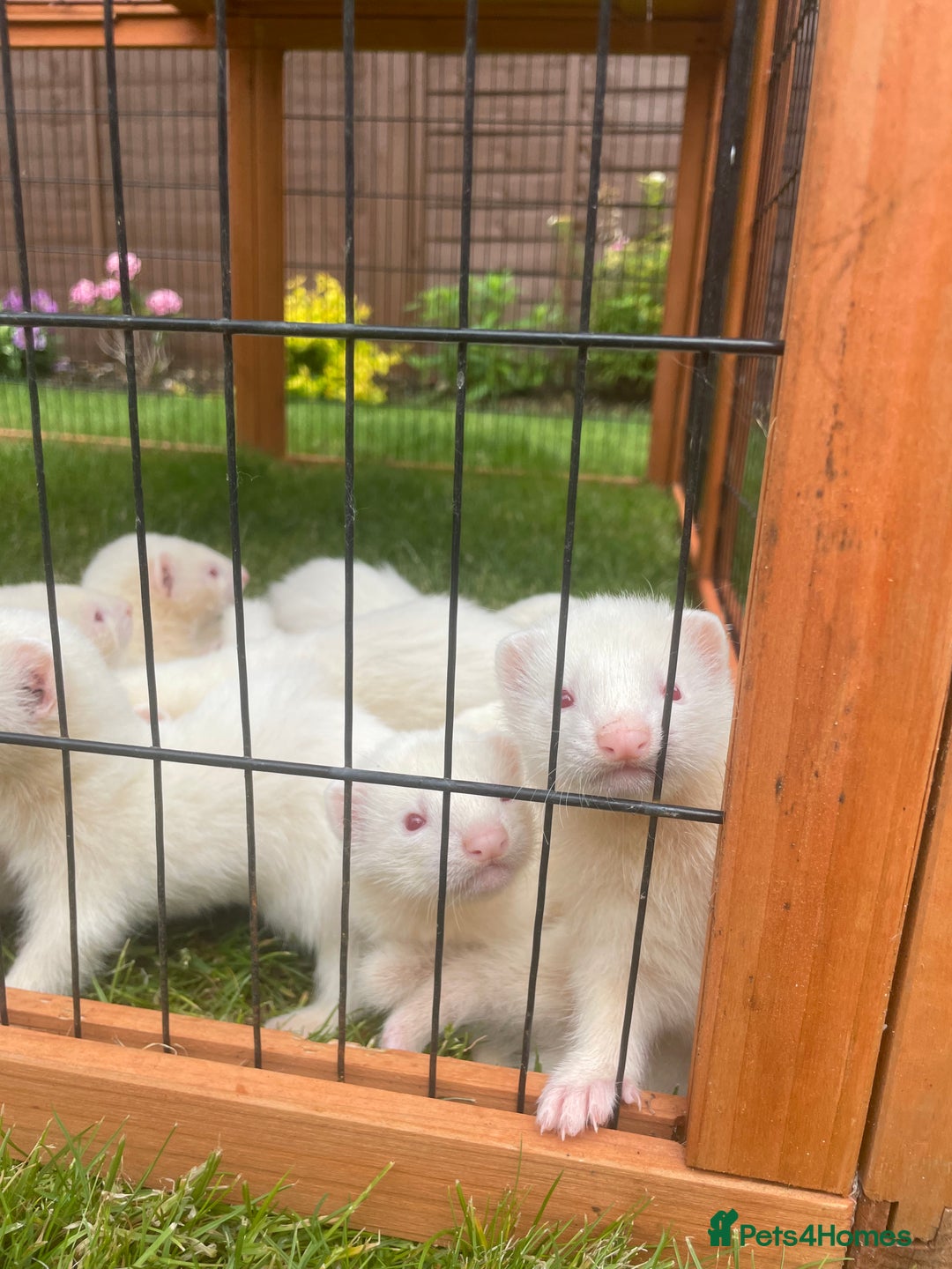 Ferret rodents for sale: Albino kits for sale  - Image 4