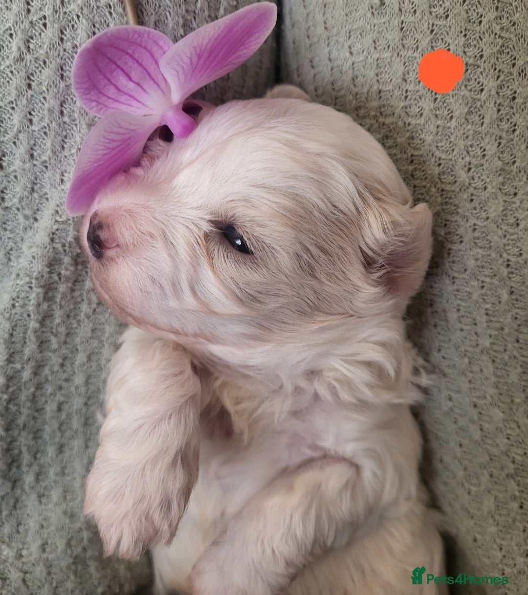 Maltipoo dogs for sale: Toy maltipoo puppies  - Advert 11