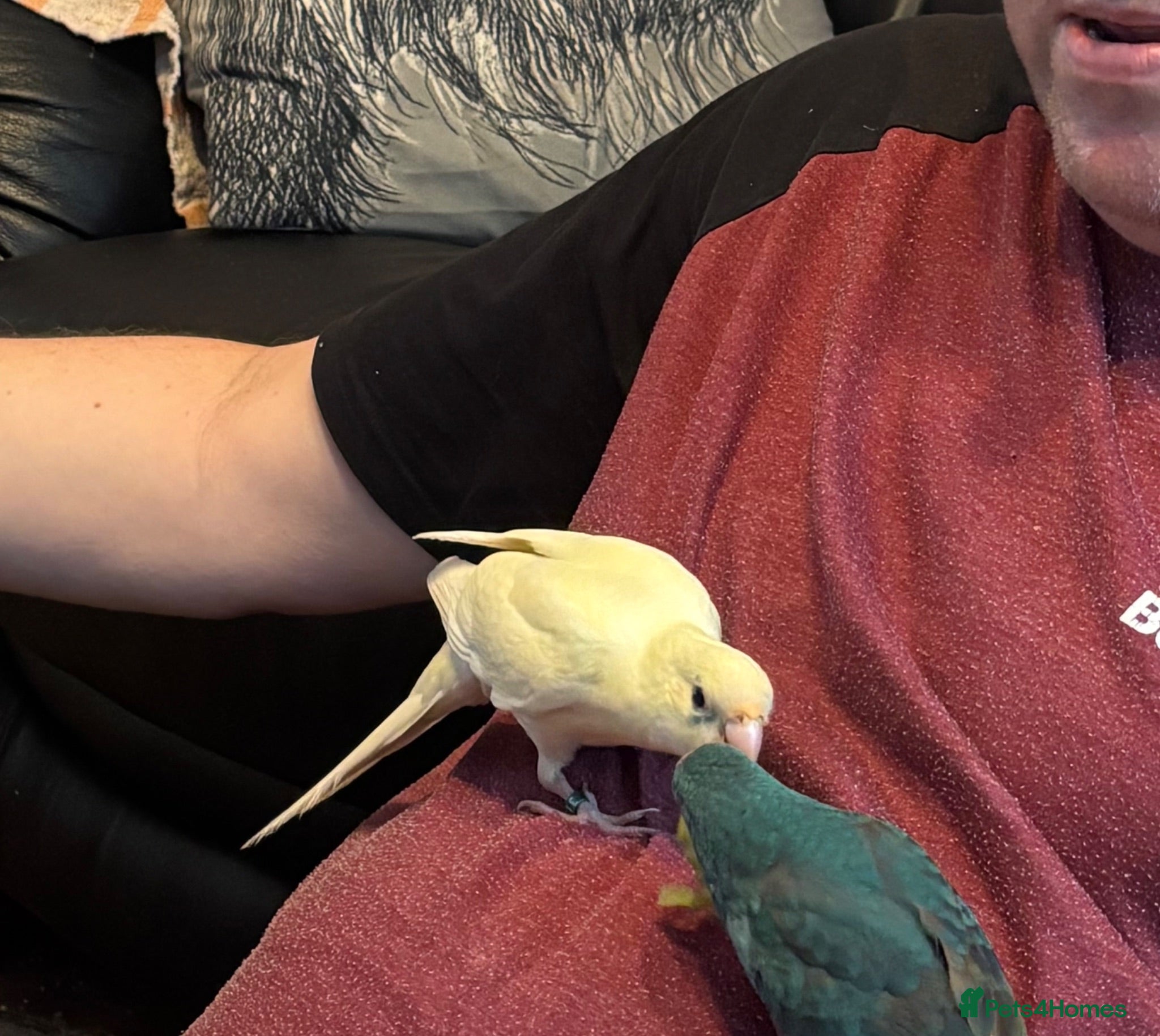 Parrots birds Hand reared , Male kakariki parrot  - Advert 1