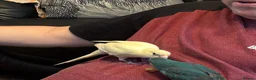 Parrots birds for sale: Hand reared , Male kakariki parrot  - Advert 1