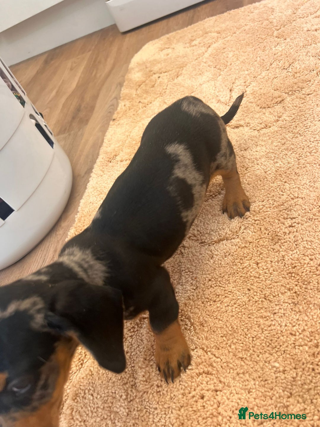 Dachshund dogs for sale: Dachshund pups - Image 8
