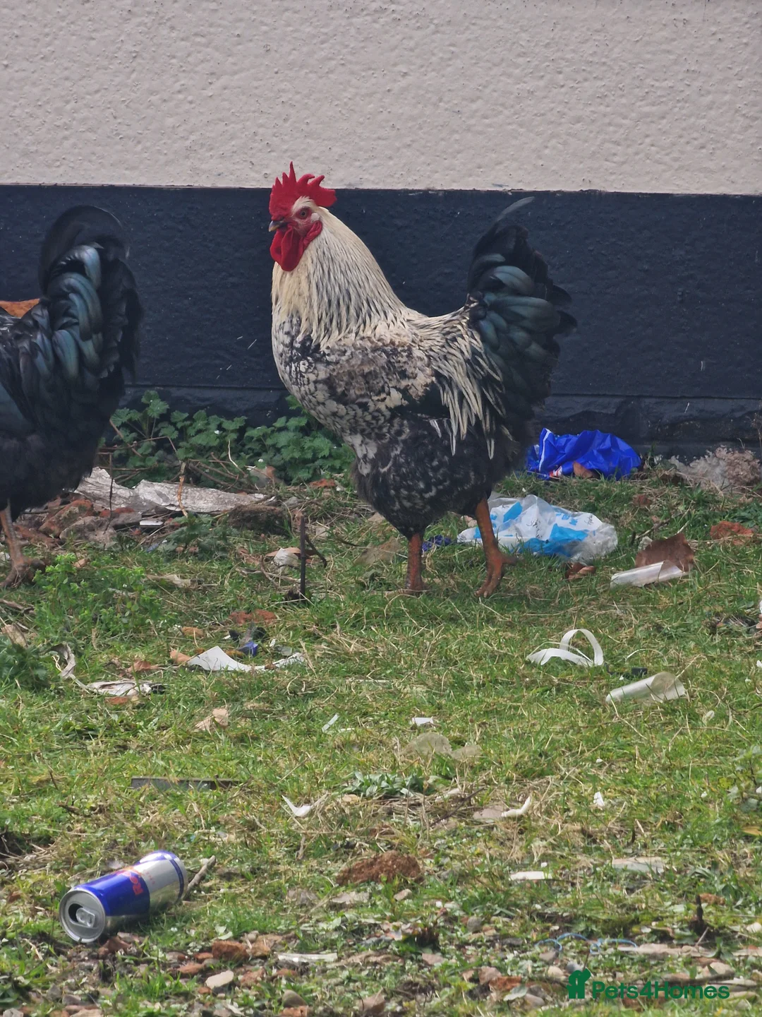 Chickens poultry for sale: Cockerels For Sale - Advert 2