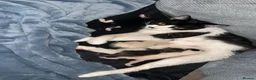 Mixed Breed cats for sale: Kittens for sale  in Beckenham - Advert 1