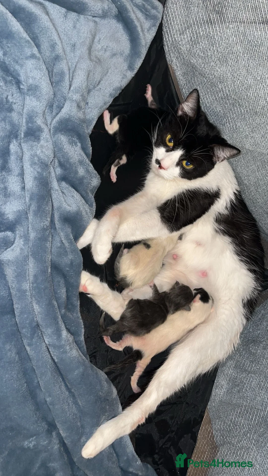 Mixed Breed cats for sale: Kittens for sale  in Beckenham - Advert 1