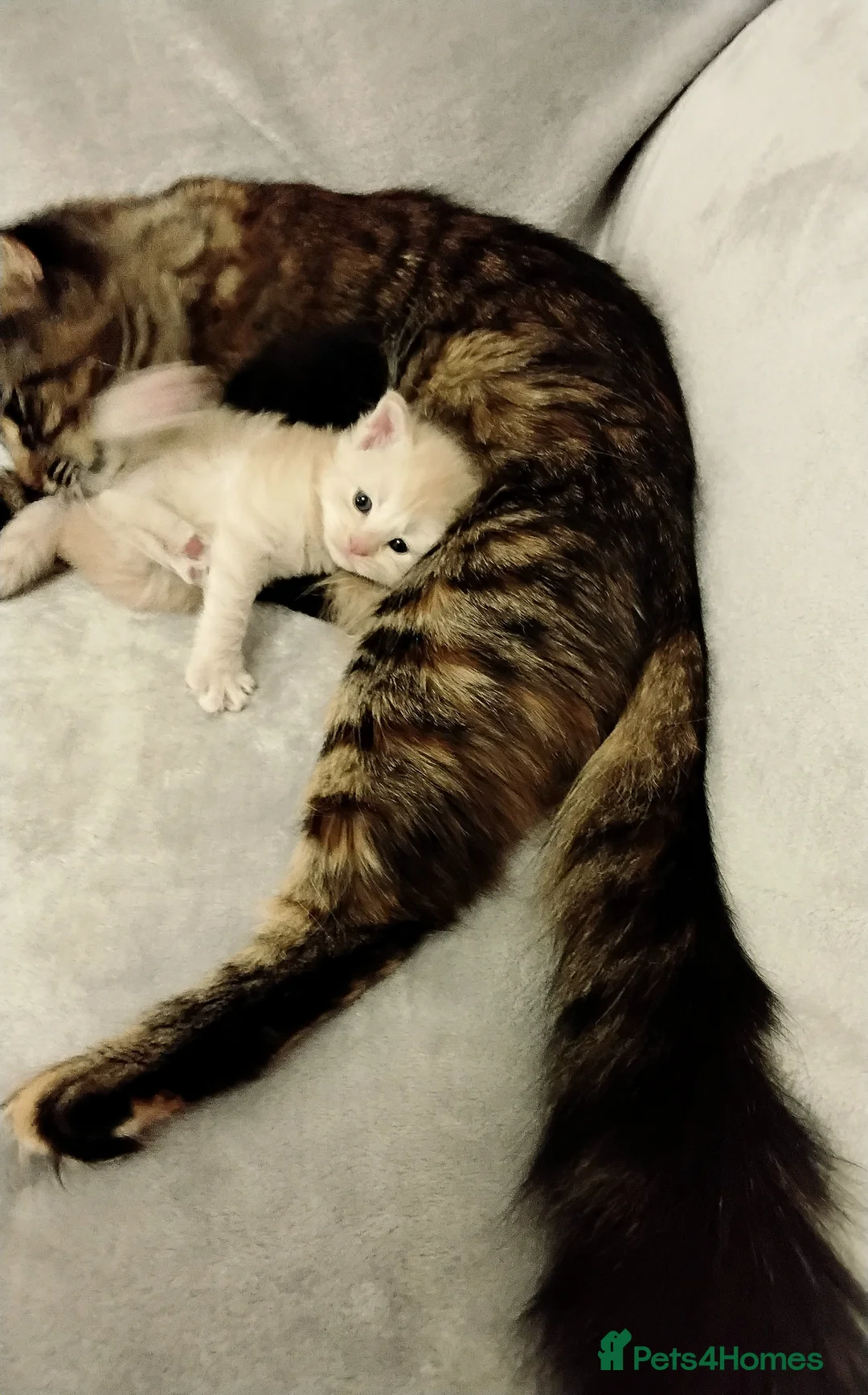 Maine Coon cats for sale: Exceptional Maine Coon kittens available - Advert 31