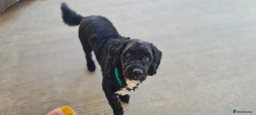 Mixed Breed dogs for adoption: Morris - Advert 2