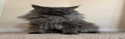 Maine Coon cats for sale: 🐈‍⬛ GIANT EUROPEAN MAINE COON KITTENS 🐈‍⬛  - Advert 8