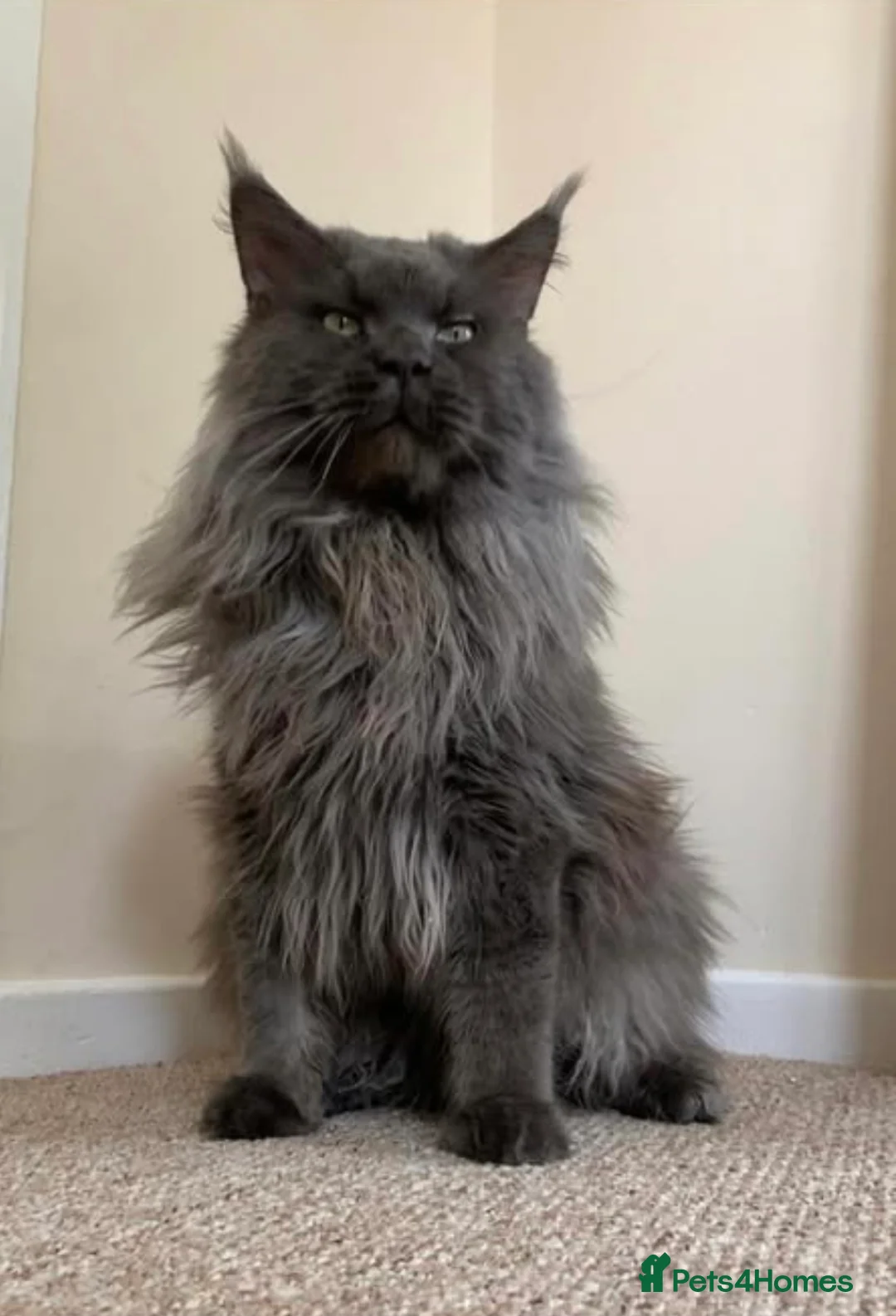 Maine Coon cats for sale: 🐈‍⬛ GIANT EUROPEAN MAINE COON KITTENS 🐈‍⬛  - Advert 8