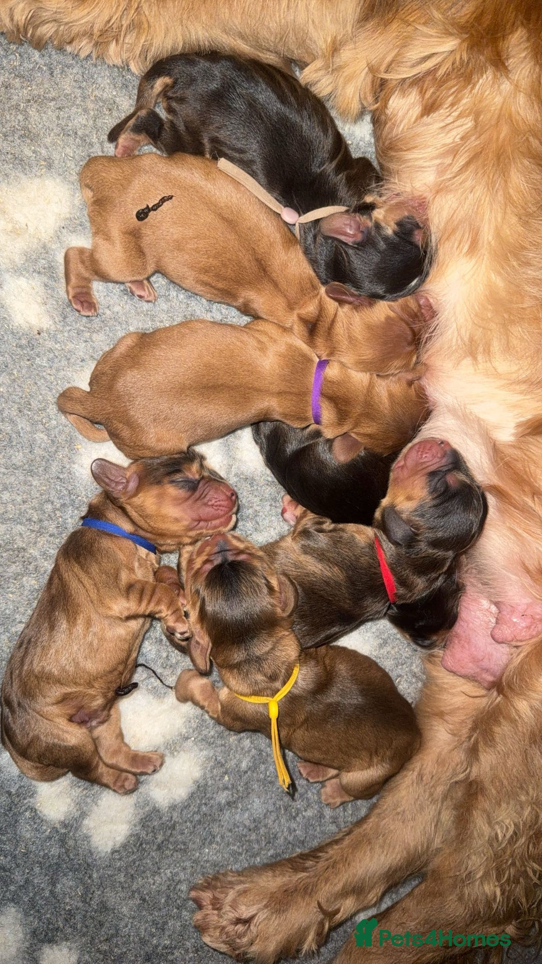 Cocker Spaniel dogs for sale: KC Reg Show Cocker Spaniel Puppies  - Advert 7