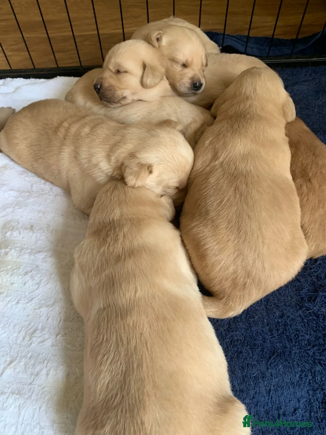 Labrador Retriever dogs for stud: Labrador Dog for stud - Advert 2