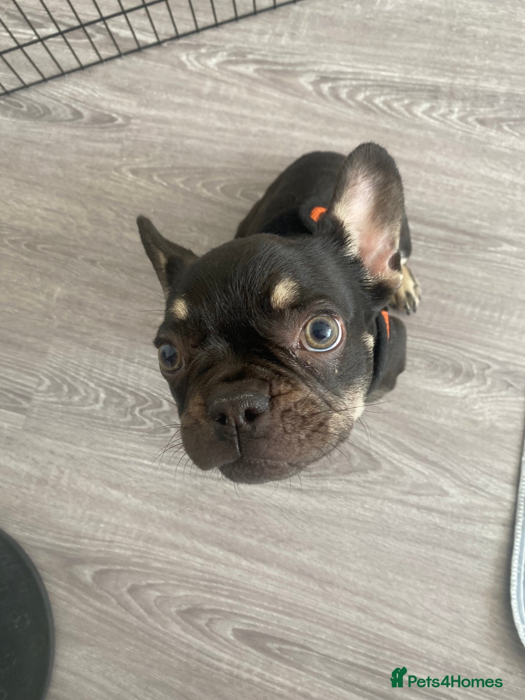 French Bulldog dogs for sale: 7 month old puppy  - Advert 10