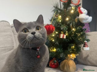British Shorthair cats 🎄 ADORABLE BSH KITTIES 🎄 - Advert 2