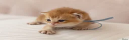 British Shorthair cats for sale: Golden Blue and Golden BSH kittens - Advert 24