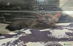British Shorthair cats for sale: British Short-hair X melanistic bengal kitten - Image 2
