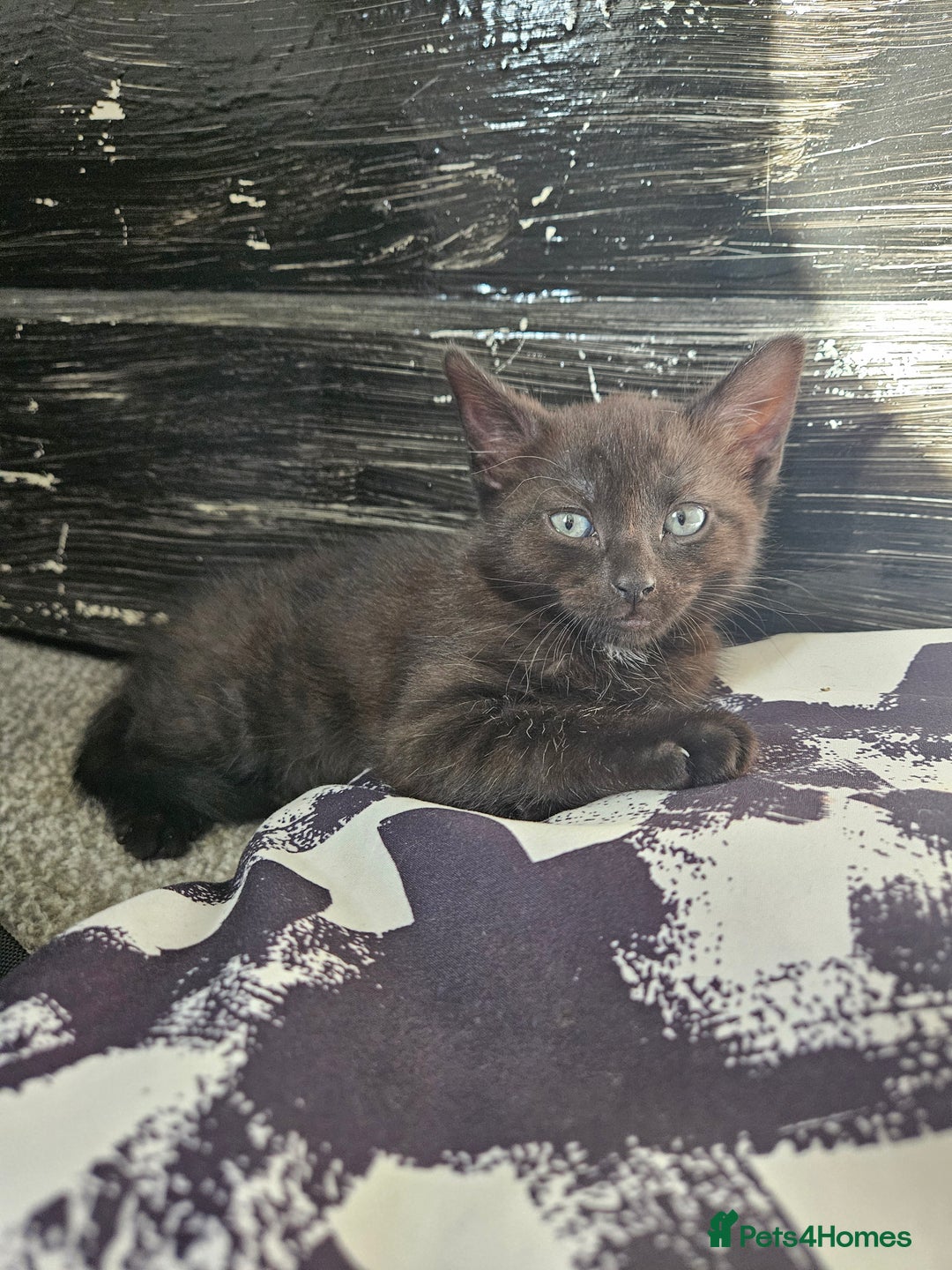 British Shorthair cats for sale: British Short-hair X melanistic bengal kitten - Image 2