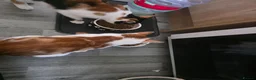 Mixed Breed cats for sale: Cute kittens! Beautiful litter! Home checks!  - Advert 4