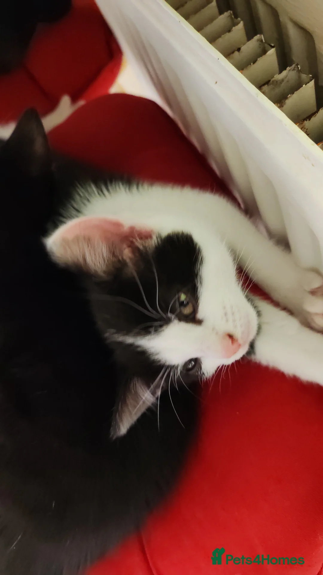 Mixed Breed cats for sale: Loving kittens are looking for a new home - Advert 11