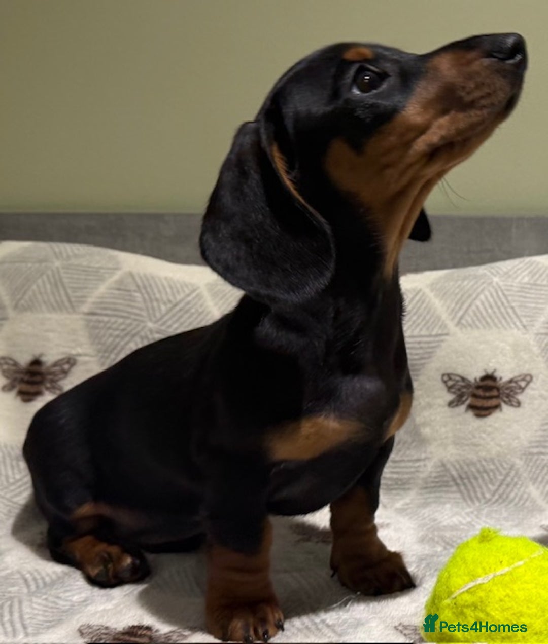 Miniature Dachshund dogs for sale: Ruby and Marley pups - Advert 14