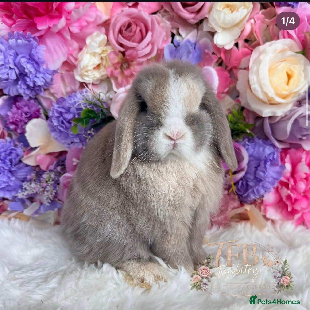 Mini Lop rabbits 🌸 Friendly Mini Lop & dm lion lop 🌸 xxx - Advert 19
