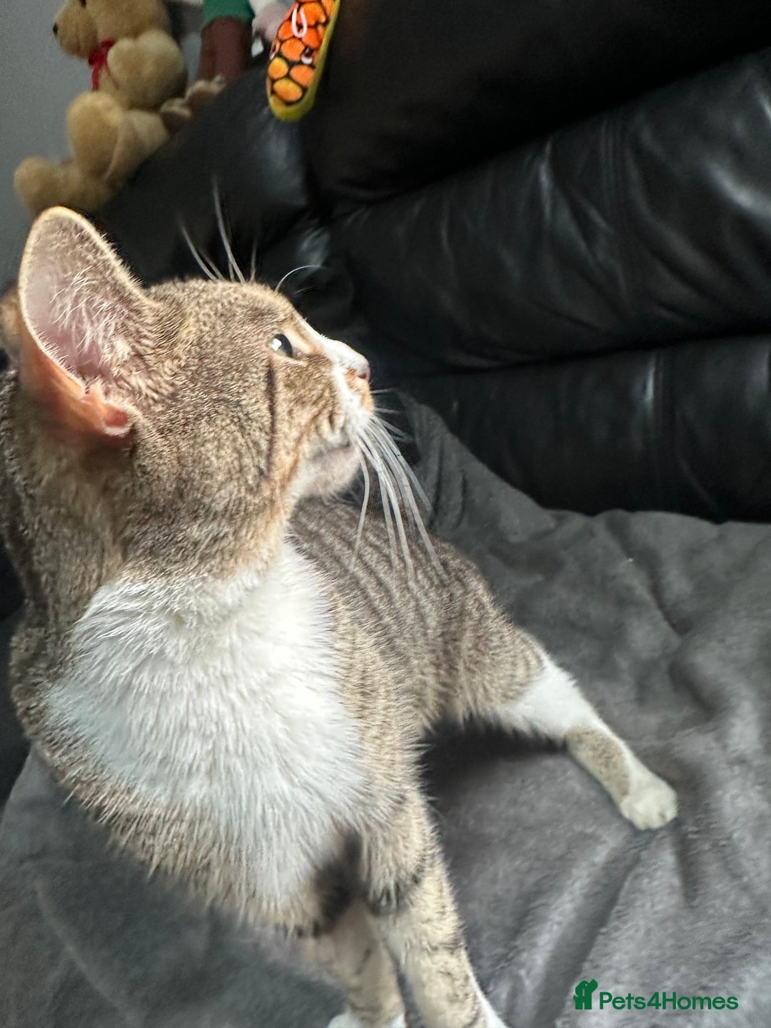 Mixed Breed cats for sale: Tabby male cat (Desmond)  - Advert 3