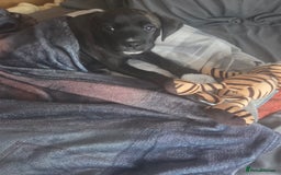 Mixed Breed dogs for sale: Labrador staffy puppy - Image 3