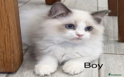 Ragdoll cats for sale: Beautiful Ragdoll for sale - Image 8
