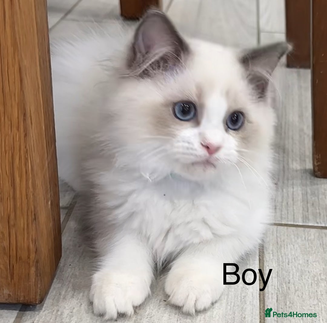 Ragdoll cats for sale: Beautiful Ragdoll for sale - Image 8
