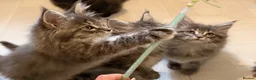 Maine Coon cats for sale: 👑Royal MaineCoon Girls TICA Champion Bloodline!👑 - Advert 3