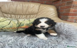 Bernese Mountain Dog dogs for sale: Beutiful boys and girl - Image 2