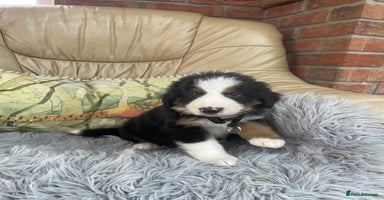 Bernese Mountain Dog dogs - Advert 3