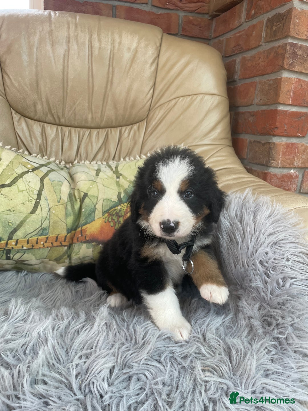 Bernese Mountain Dog dogs for sale: Beutiful boys and girl - Image 2