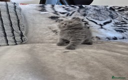 British Shorthair cats for sale: 2 Beautiful British Short Hair kittens - Image 4