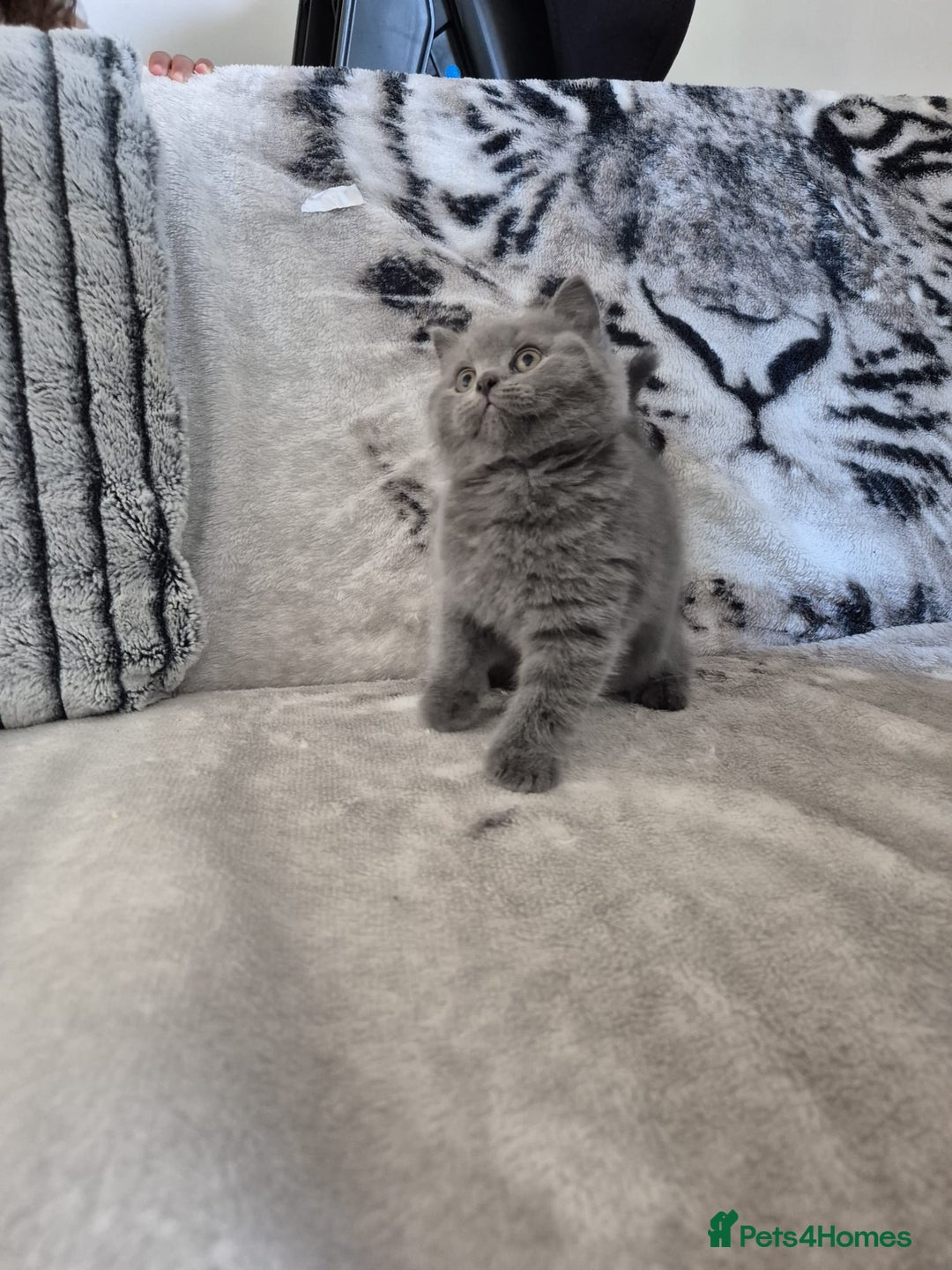 British Shorthair cats for sale: 2 Beautiful British Short Hair kittens - Image 4