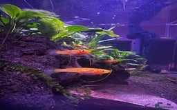 Live Bearers fish for sale: Killifish and Shrimp  - Image 1