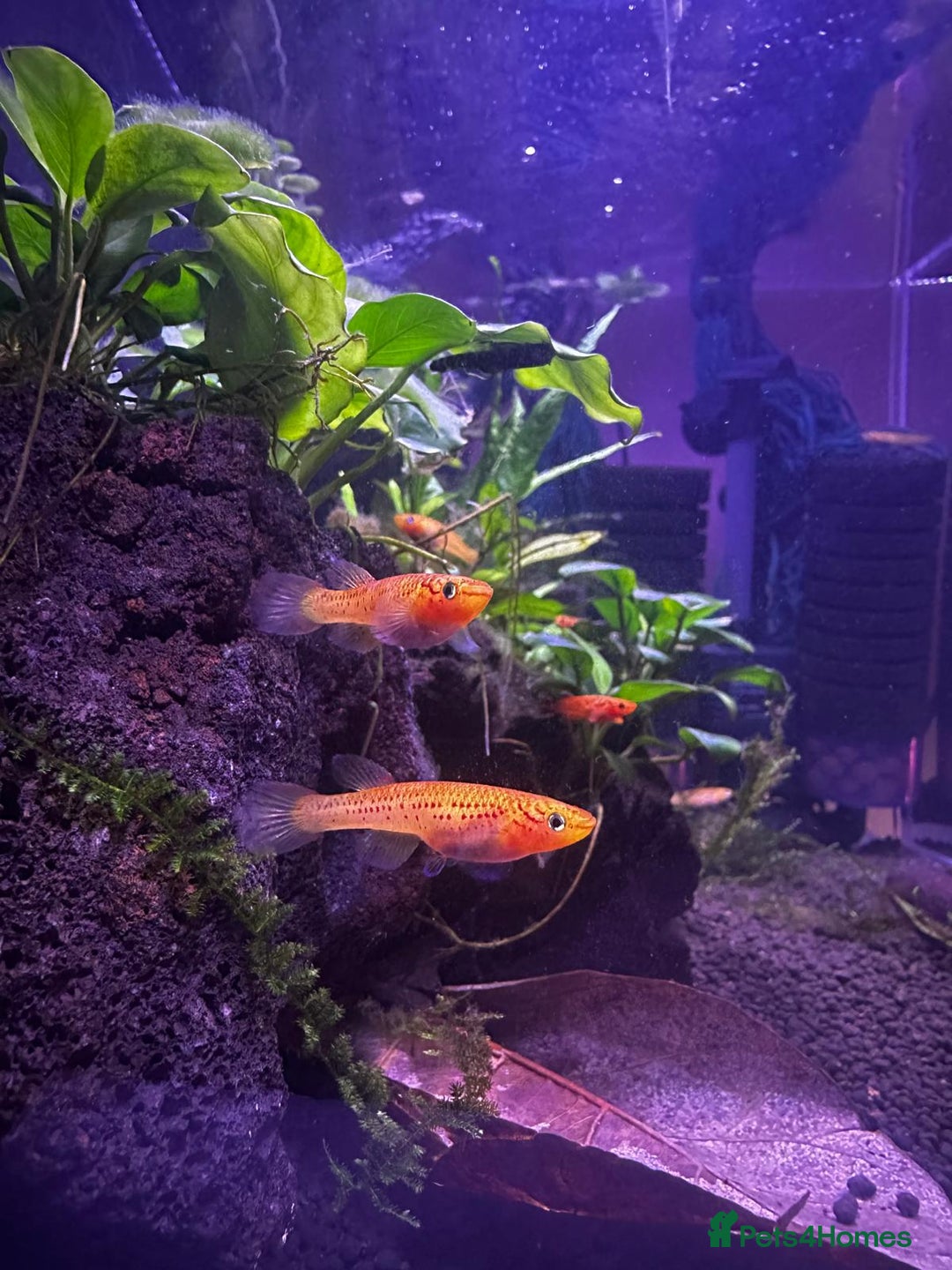 Live Bearers fish for sale: Killifish and Shrimp  - Image 1