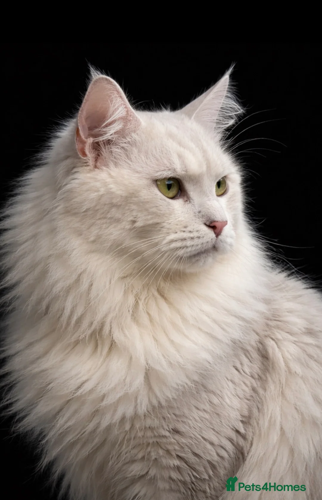 Maine Coon cats for stud: Blue silver shaded Maine coon - Advert 3