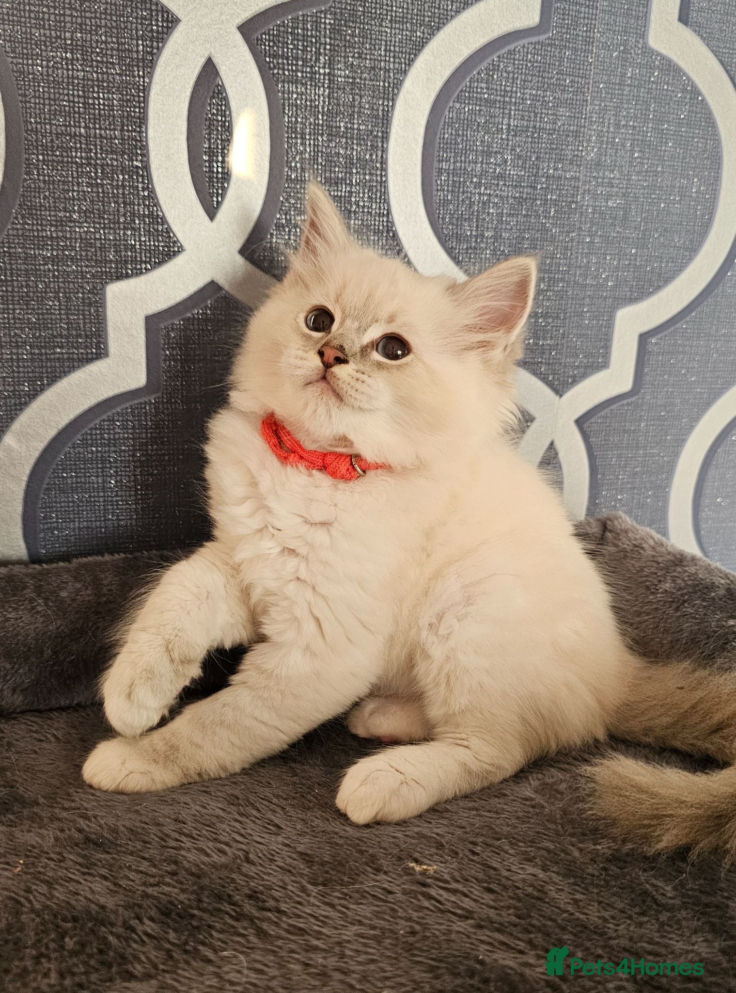 Ragdoll cats 5⭐️ Council licence held. GCCF reg kittens  - Advert 2