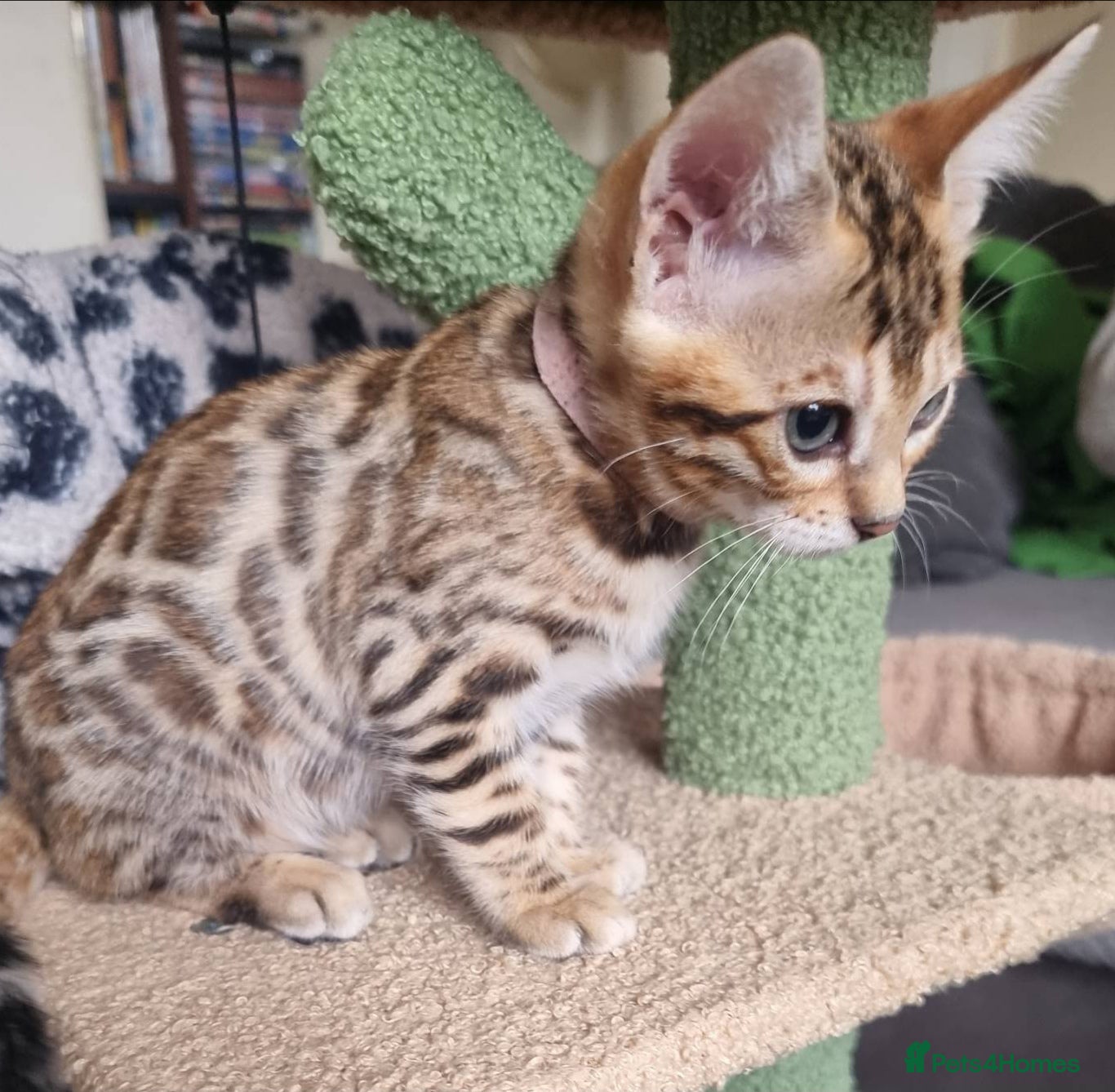 Bengal cats Stunning TICA Registered Bengal Kittens - Advert 2