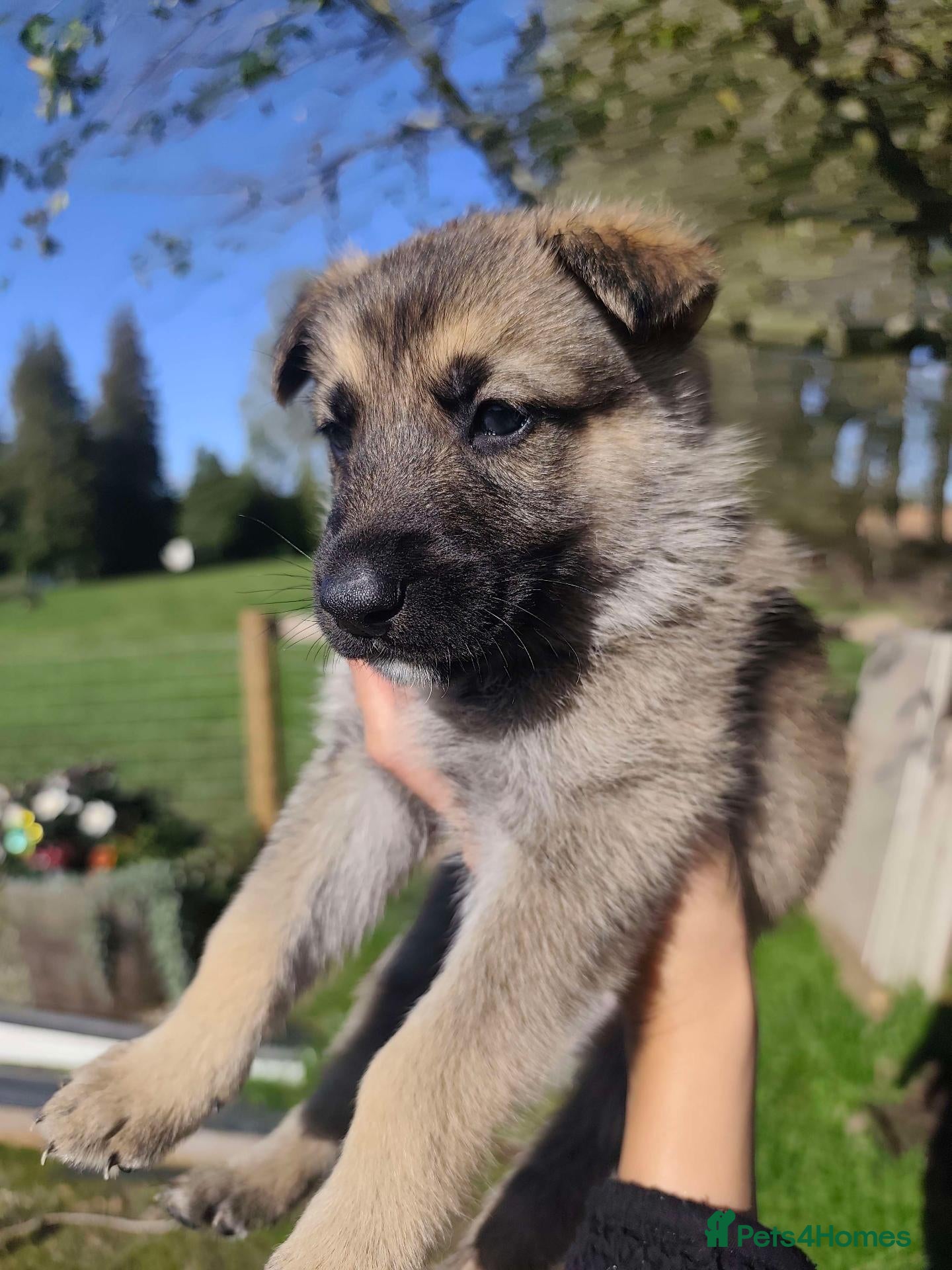 Mixed Breed dogs German Shepherd x Husky/Northern Inuit Puppies - Advert 1