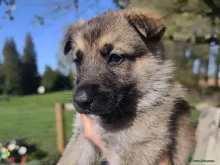 Mixed Breed dogs German Shepherd x Husky/Northern Inuit Puppies - Advert 1