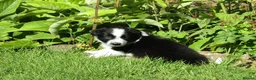 Border Collie dogs for sale: 5 Beautiful Border Collie Puppies  - Advert 33