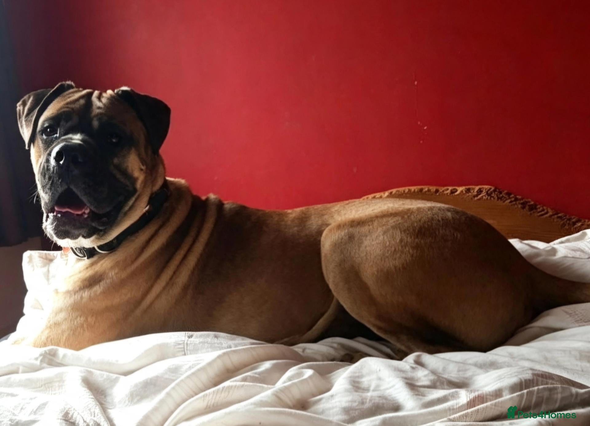 Bullmastiff dogs Stunning Bullmastiff for stud servicee - Advert 6