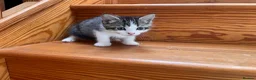Mixed Breed cats for sale: Ragdoll mixed breed kittens for sale  - Advert 3