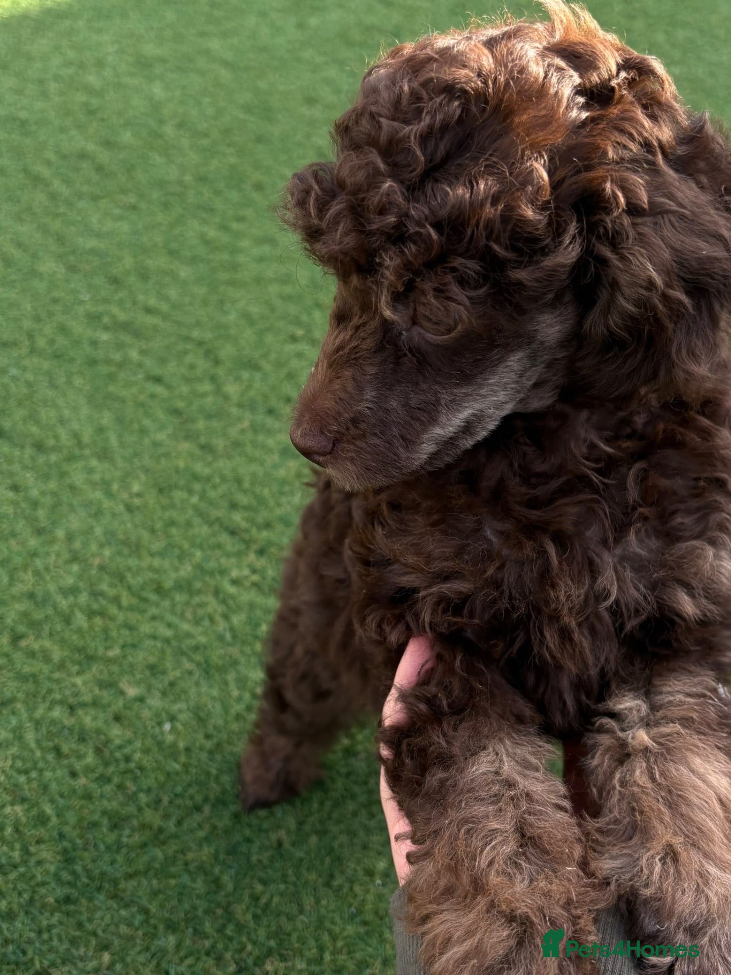 Toy Poodle dogs Brown Phantom Kc reg toy poodle DNA CLEAR - Advert 9