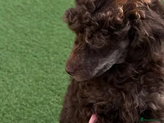 Toy Poodle dogs Brown Phantom Kc reg toy poodle DNA CLEAR - Advert 9