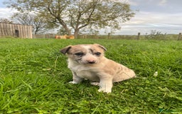 Border Collie dogs for sale: 5 beautiful pups!  - Image 8