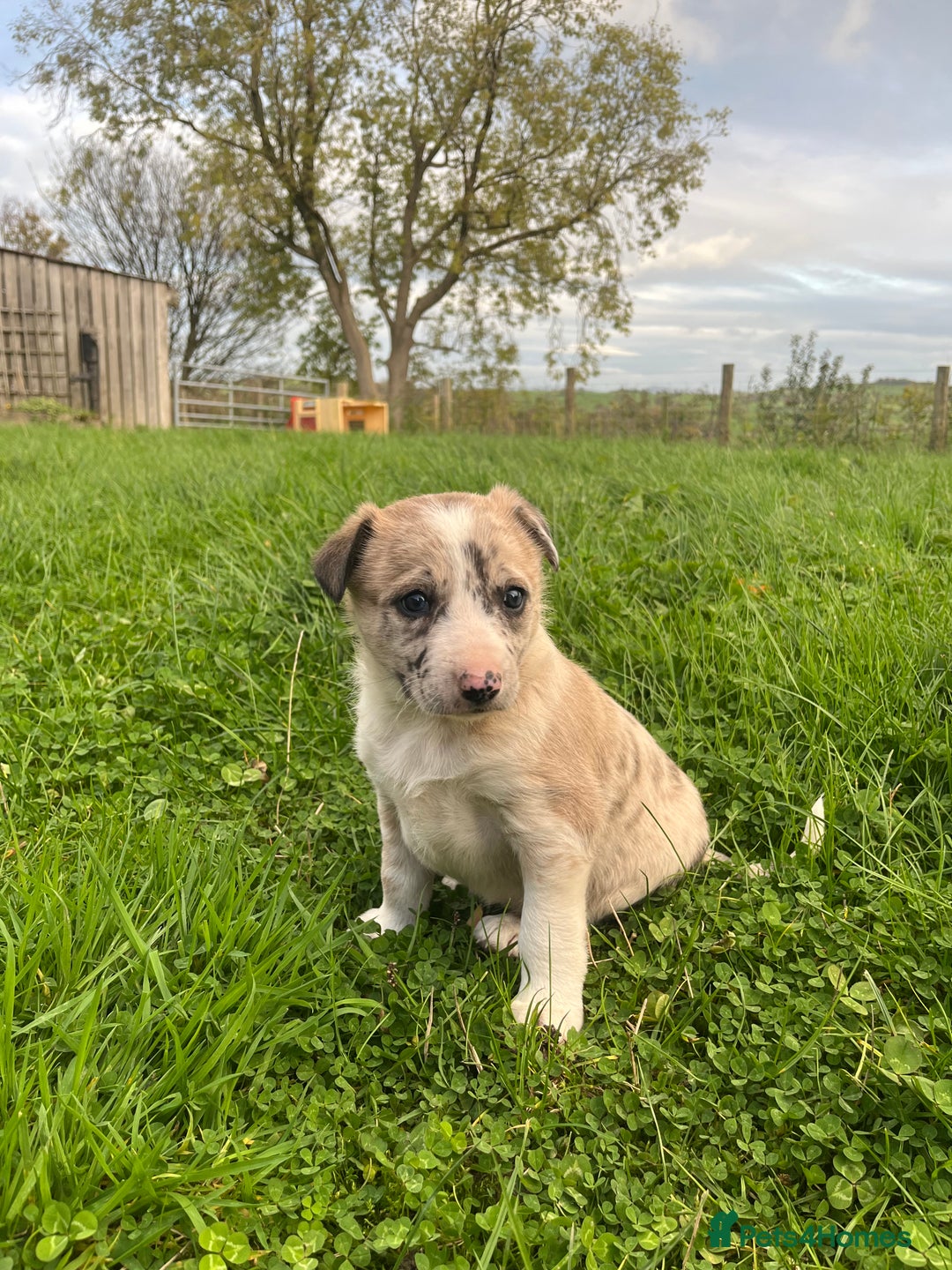 Border Collie dogs for sale: 5 beautiful pups!  - Image 8