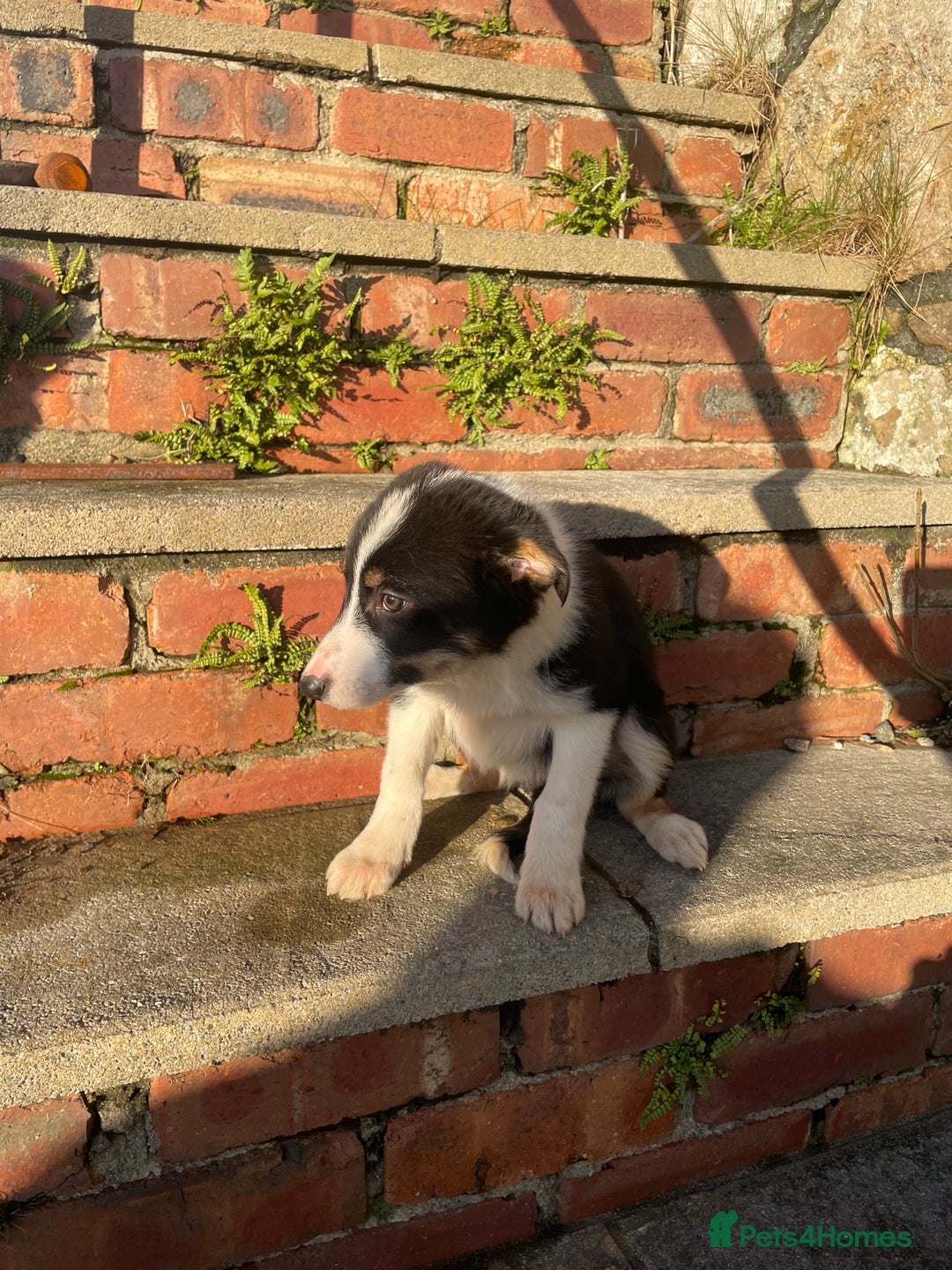 Border Collie dogs for sale: 3 Beautiful Sheepdog Puppies - Advert 13