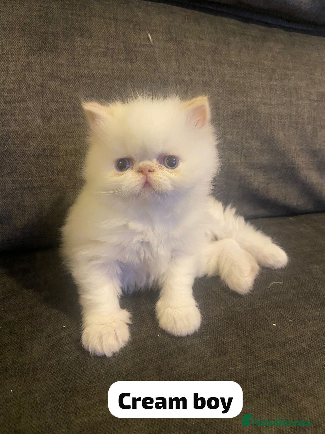 Persian cats for sale: Incredible exotic Persian kittens - Advert 5
