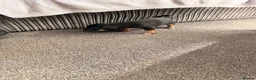 Jack Russell dogs for sale: Jack Russel puppies  - Advert 5
